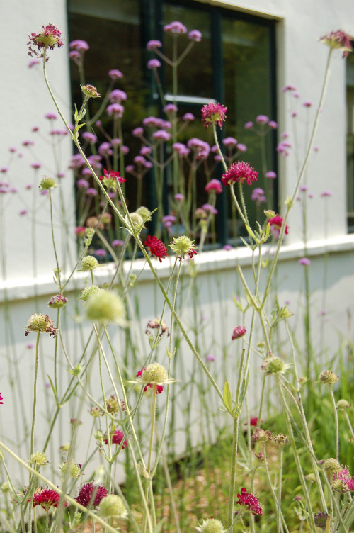 Border design and planting