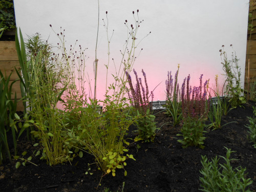 The design and complete rebuilding of a courtyard garden to complement the exist