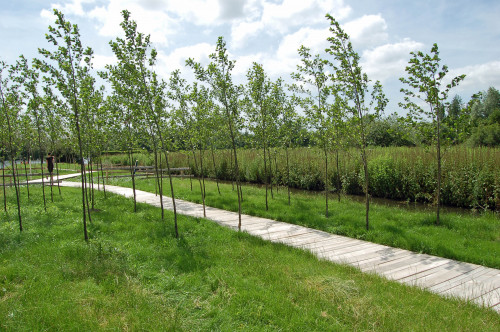 Landscape and art installation, woad planting