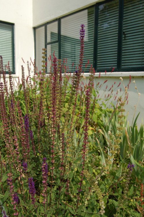 Border design and planting