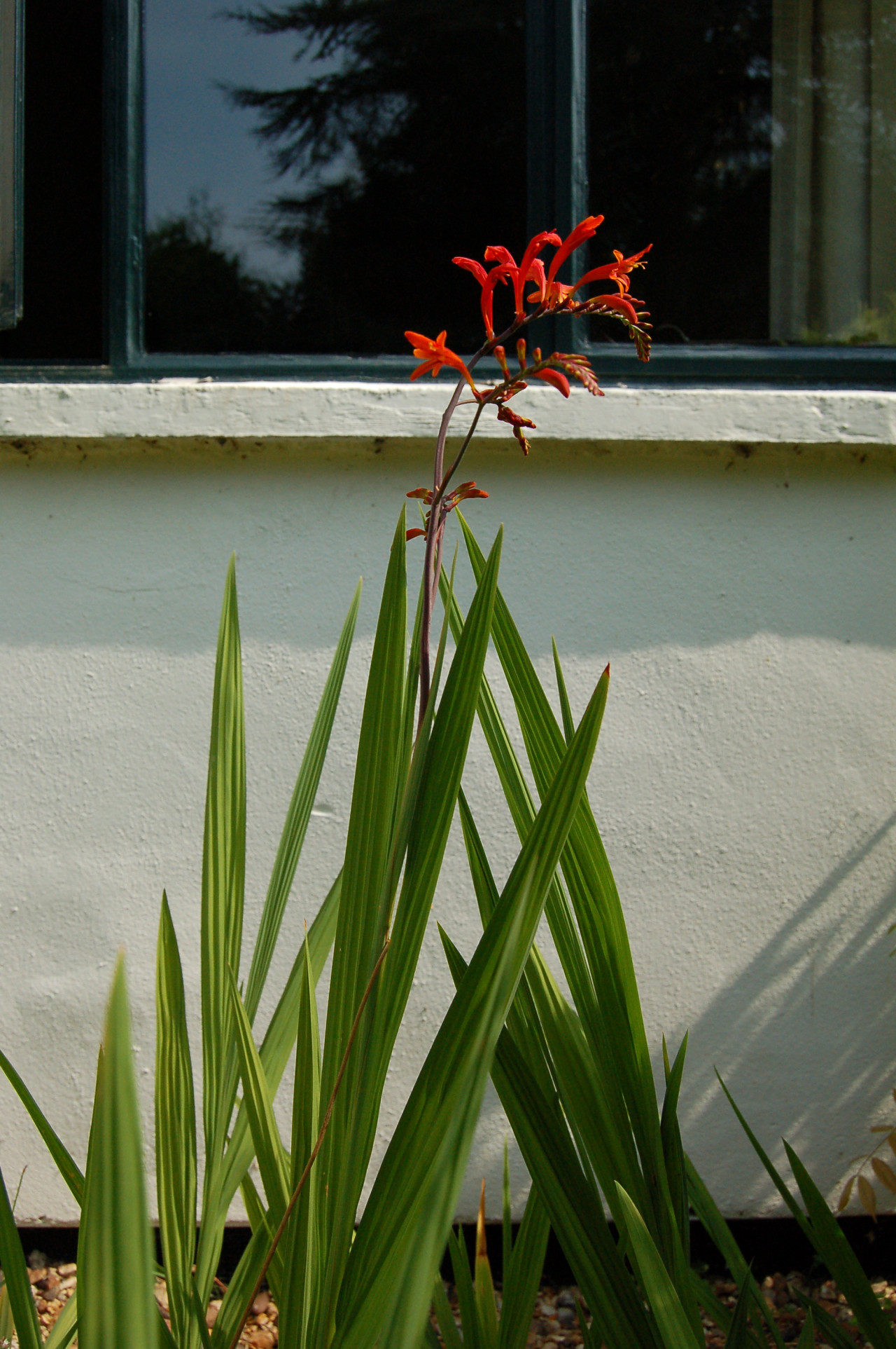 Border design and planting