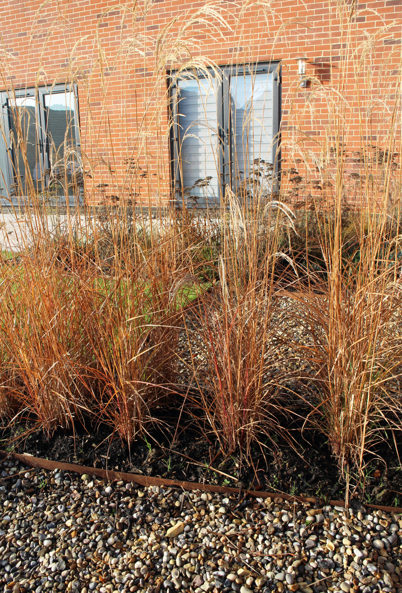 Low maintenance contemporary-style garden