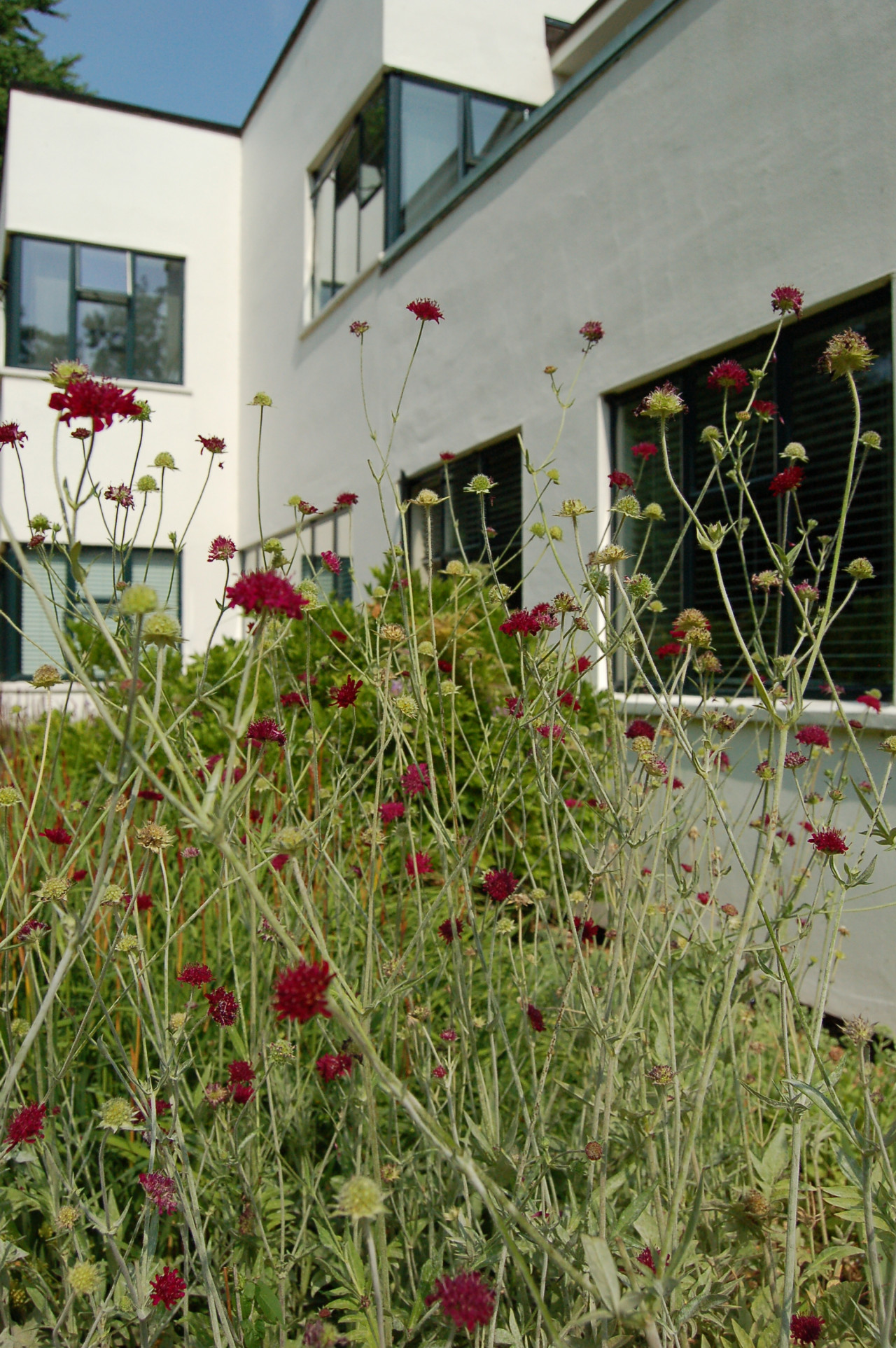 Border design and planting