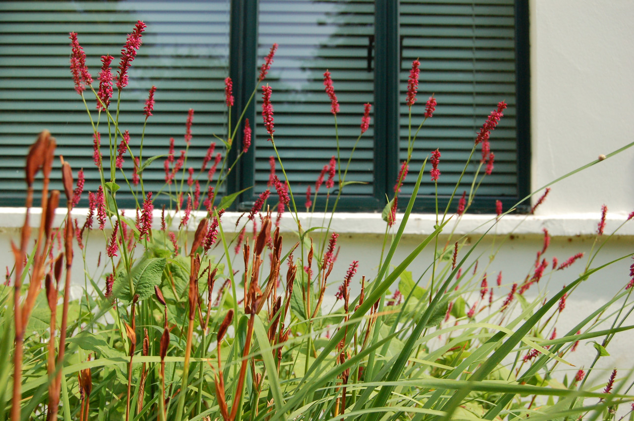 Border design and planting