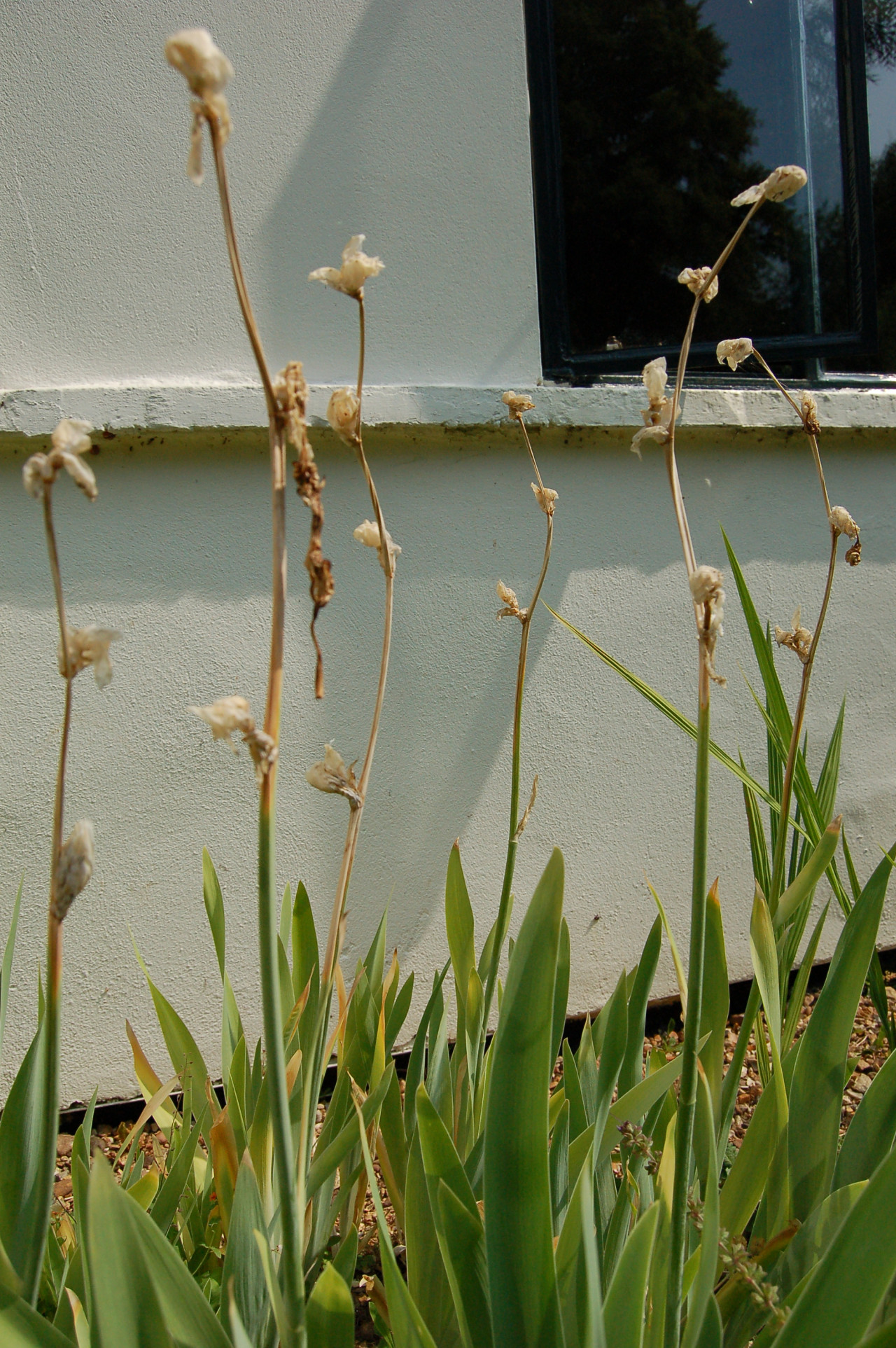 Border design and planting