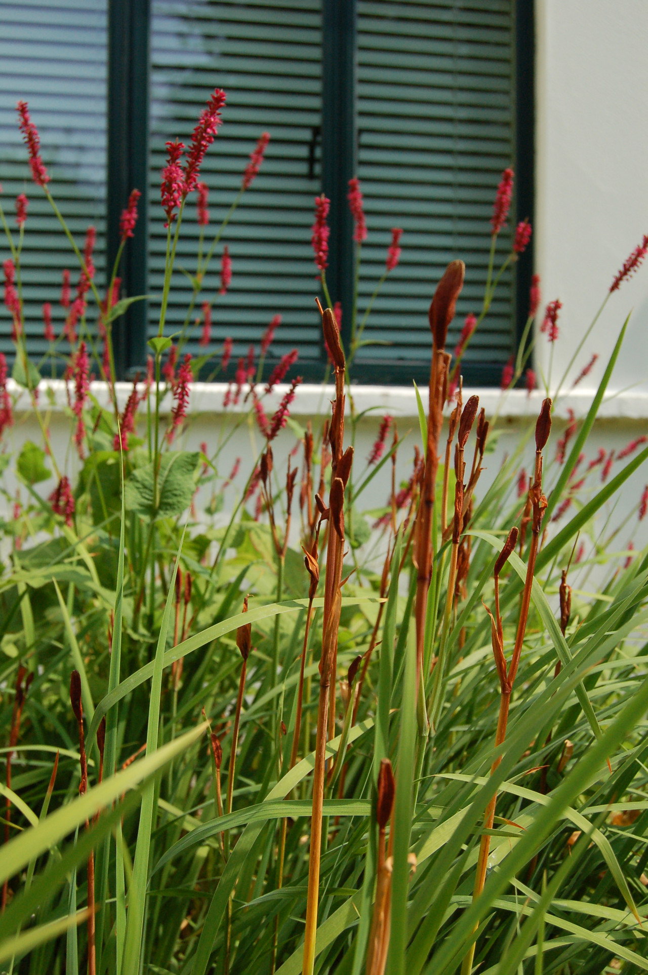 Border design and planting