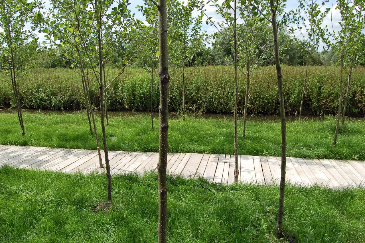 Landscape and art installation, woad planting